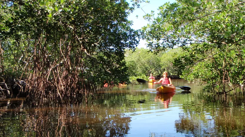 Paddling in the Mangroves