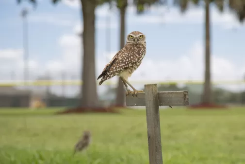 burrowing owl in Cape Coral standing on wooden cross