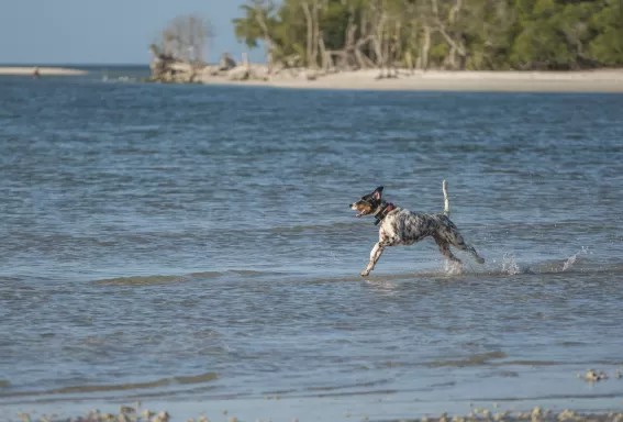 Dalmatian running on dog beach in bonita springs