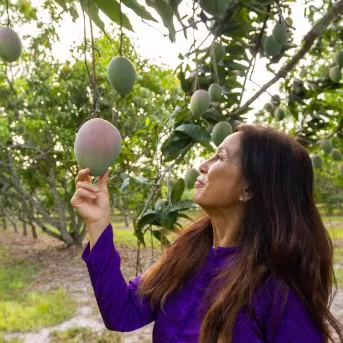 Nature Plants Mango Fruit Greenery